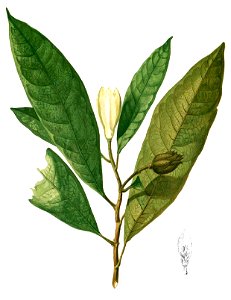 Talauma angatensis Blanco1.148-cropped