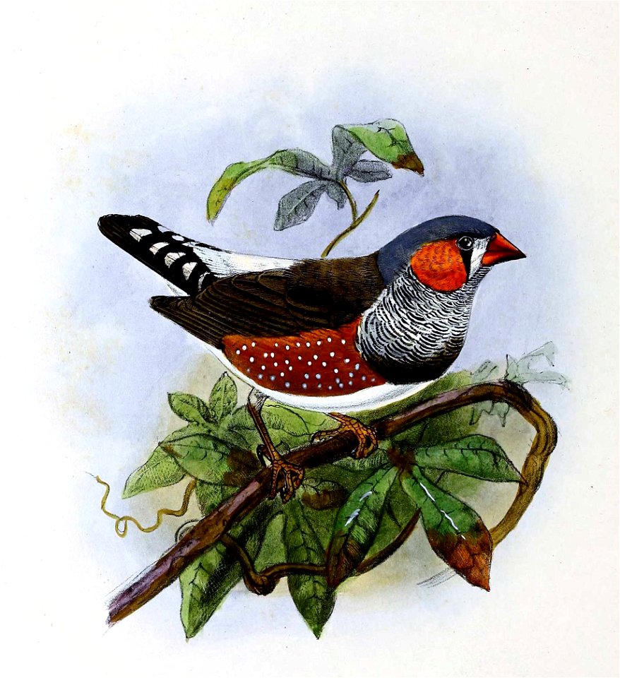 Taeniopygia guttata castanotis 1876