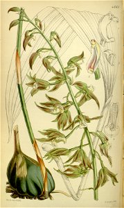 Tainia viridifusca (as Calanthe viridifusca, spelled viridi-fusca) - Curtis' 78 (Ser. 3 no. 8) pl. 4669 (1852)