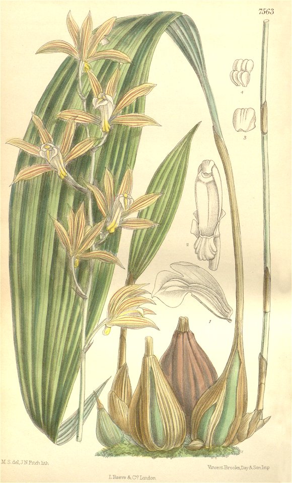 Tainia penangiana - Curtis' 123 (Ser. 3 no. 53) pl 7563 (1897)