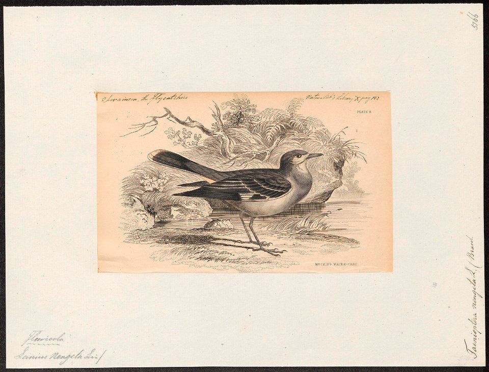 Taenioptera nengeta - 1838 - Print - Iconographia Zoologica - Special Collections University of Amsterdam - UBA01 IZ16500211