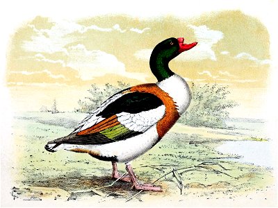 Tadorna tadorna 1869