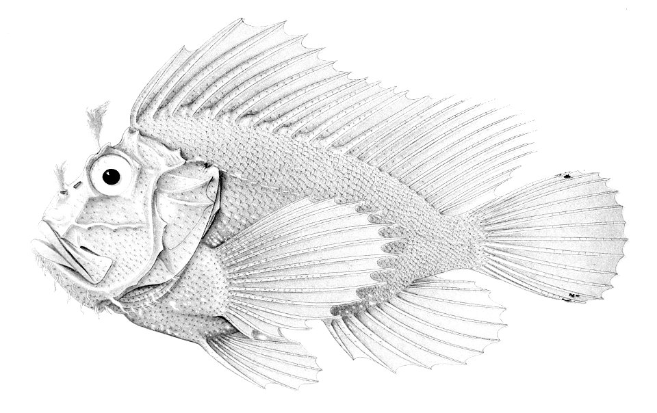 Taenianotus triacanthus1