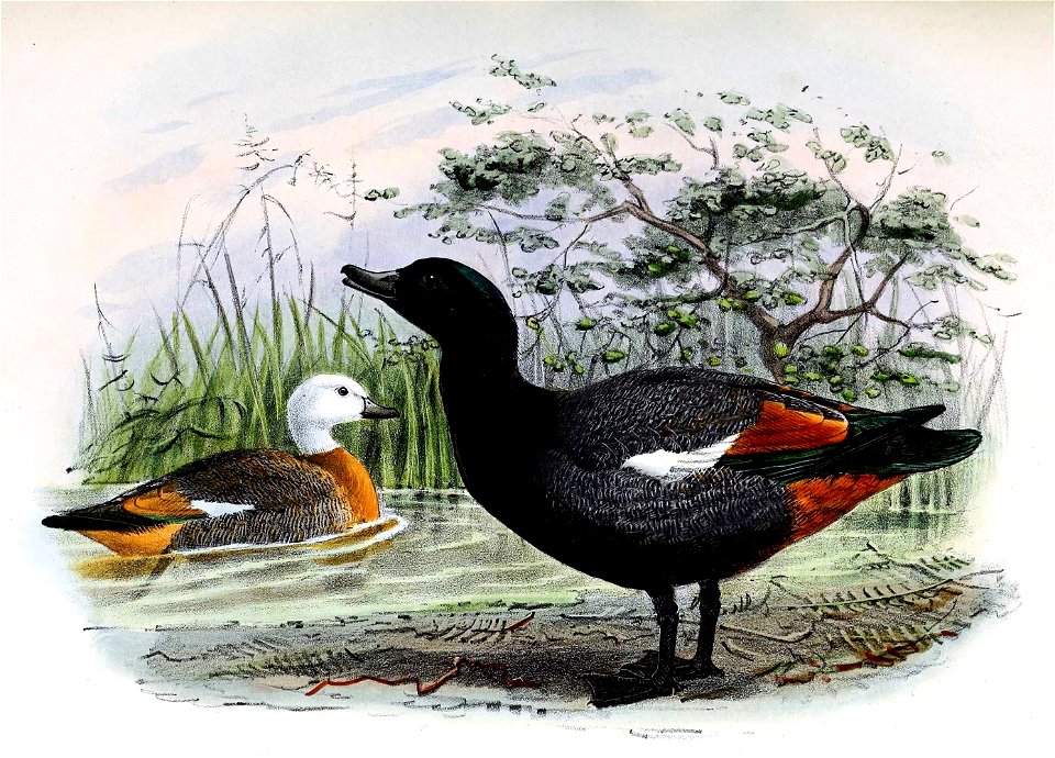 Tadorna variegata 1873