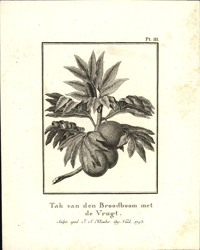 Tak van den Broodboom met de Vrugt, objectnr A 58255