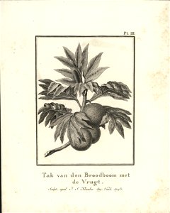 Tak van den Broodboom met de Vrugt, objectnr A 58255