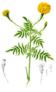Tagetes erecta Blanco2.404b-cropped