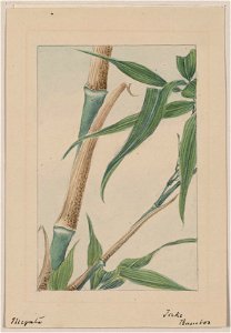 Take bamboo - Megata. LCCN2009630227