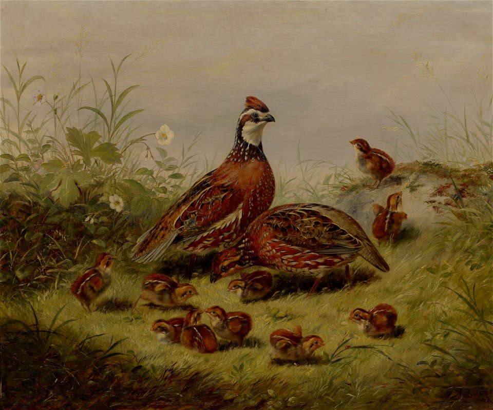 Arthur Fitzwilliam Tait - Quail and Young - 1932.243 - Yale University Art Gallery