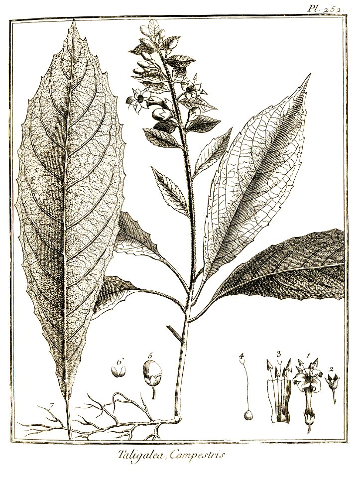 Taligalea campestris Aublet 1775 pl 252