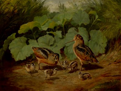 Arthur Fitzwilliam Tait - Woodcock and Young - 1932.255 - Yale University Art Gallery
