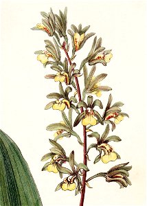 Tainia bicornis (as Ania bicornis) - Edwards vol 30 (NS 7) pl 8 (1844) - cropped