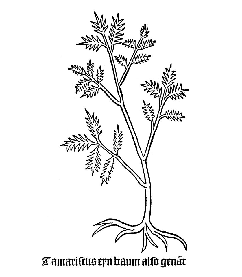 Tamariscus Gart