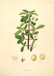 Tamilnadia uliginosa Roxburgh 1798 2-135