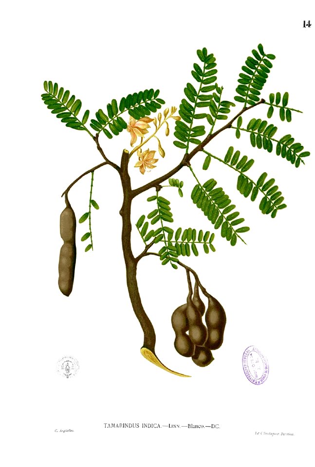 Tamarindus indica Blanco1.14