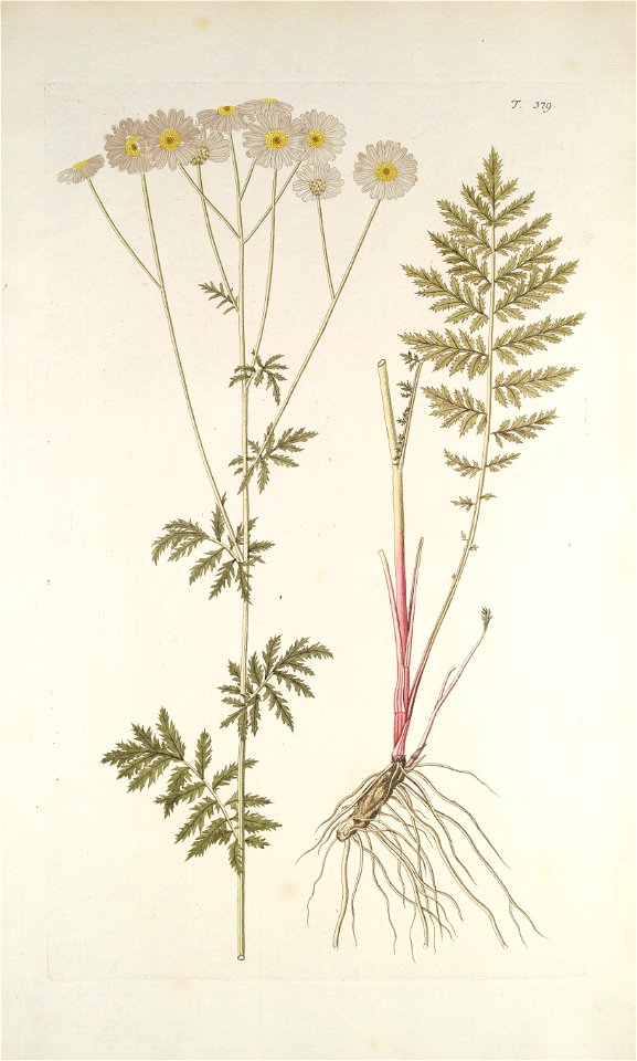 Tanacetum corymbosum ssp corymbosum