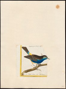 Tanagrella velia - 1700-1880 - Print - Iconographia Zoologica - Special Collections University of Amsterdam - UBA01 IZ15900357