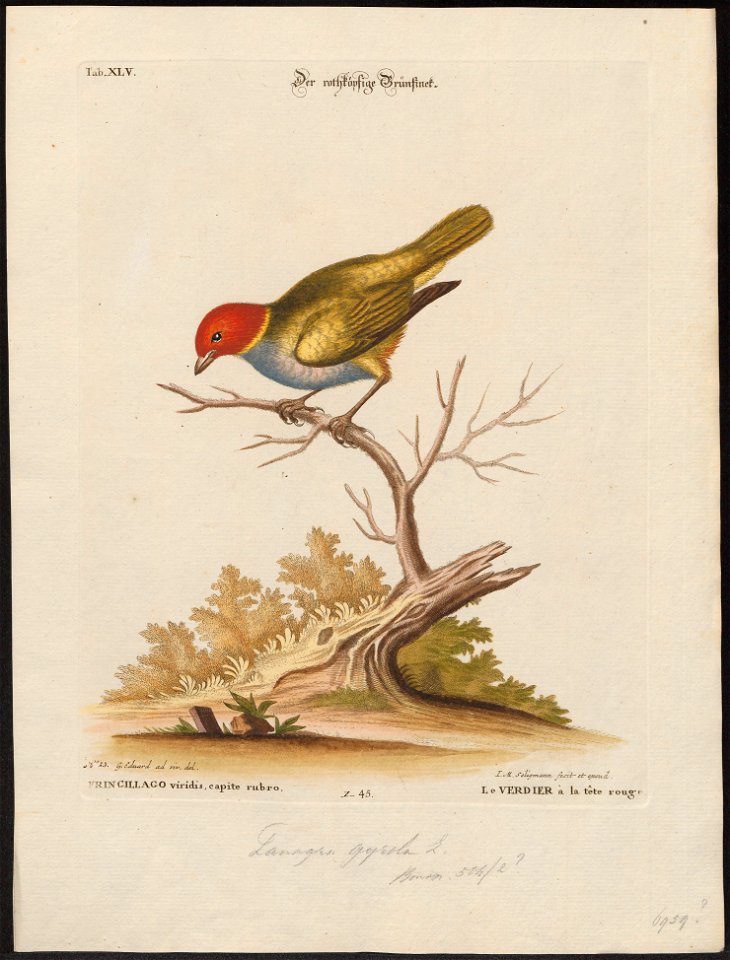 Tangara gyrola - 1700-1880 - Print - Iconographia Zoologica - Special Collections University of Amsterdam - UBA01 IZ15900325
