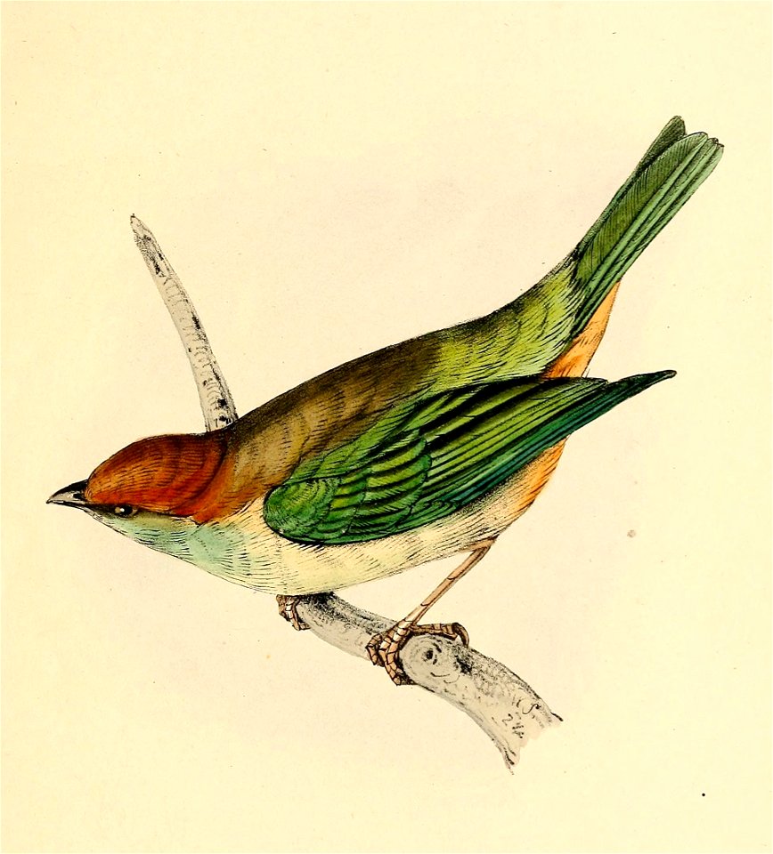 Tangara peruviana young 1841