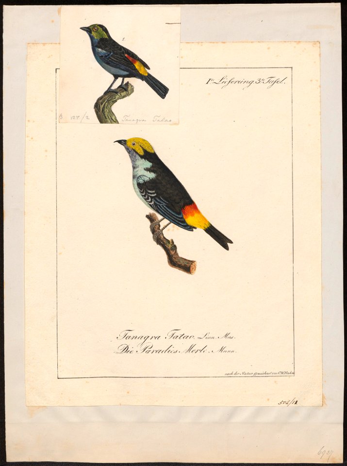 Tangara tatao - 1700-1880 - Print - Iconographia Zoologica - Special Collections University of Amsterdam - UBA01 IZ15900287