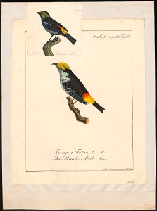 Tangara tatao - 1700-1880 - Print - Iconographia Zoologica - Special Collections University of Amsterdam - UBA01 IZ15900287