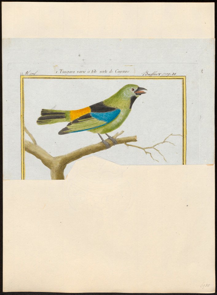 Tangara seledon - 1700-1880 - Print - Iconographia Zoologica - Special Collections University of Amsterdam - UBA01 IZ15900295