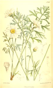 Tanacetum cinerariafolium
