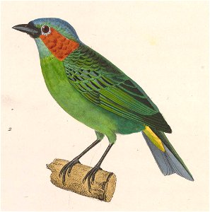Tangara cyanocephala 1838