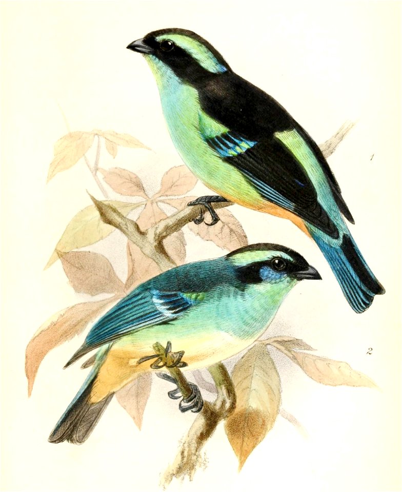 Tangara cyanotis melanotis & Tangara cyanotis cyanotis 1876