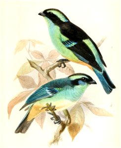 Tangara cyanotis melanotis & Tangara cyanotis cyanotis 1876