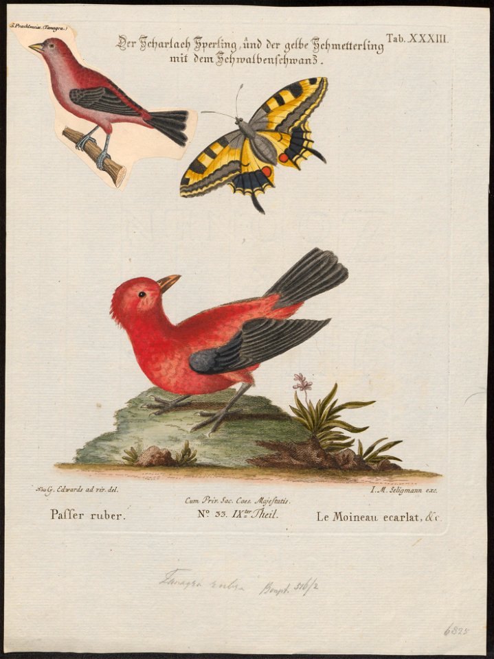Tanagra brasilia - 1700-1880 - Print - Iconographia Zoologica - Special Collections University of Amsterdam - UBA01 IZ15900225