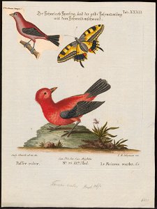 Tanagra brasilia - 1700-1880 - Print - Iconographia Zoologica - Special Collections University of Amsterdam - UBA01 IZ15900225