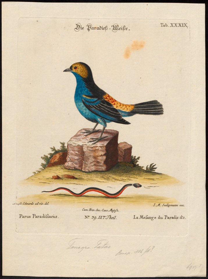 Tangara tatao - 1700-1880 - Print - Iconographia Zoologica - Special Collections University of Amsterdam - UBA01 IZ15900343