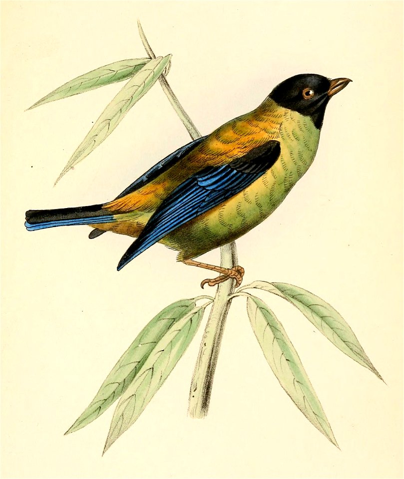 Tangara cyanoptera 1841