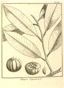 Tampoa guianensis Aublet 1775 pl 388