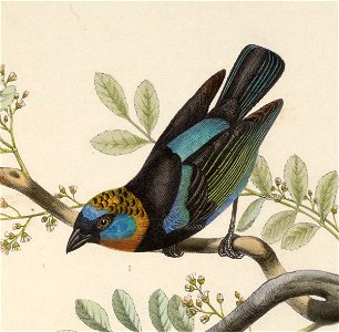 Tangara larvata fanny 1849