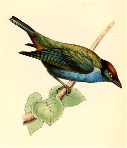 Tangara cucullata 1841