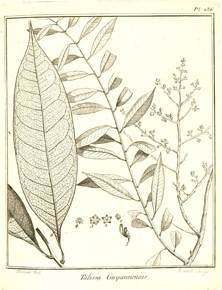 Talisia guianensis Aublet 1775 pl 136