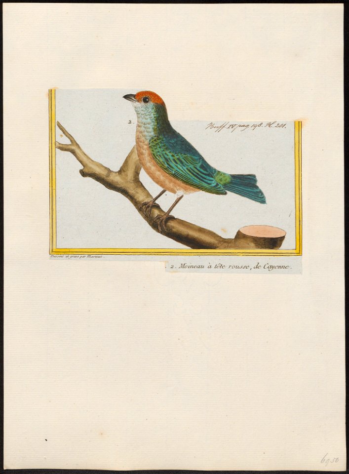 Tangara cayana - 1700-1880 - Print - Iconographia Zoologica - Special Collections University of Amsterdam - UBA01 IZ15900311