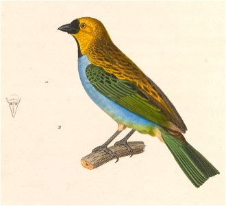 Tangara cyanoventris 1838