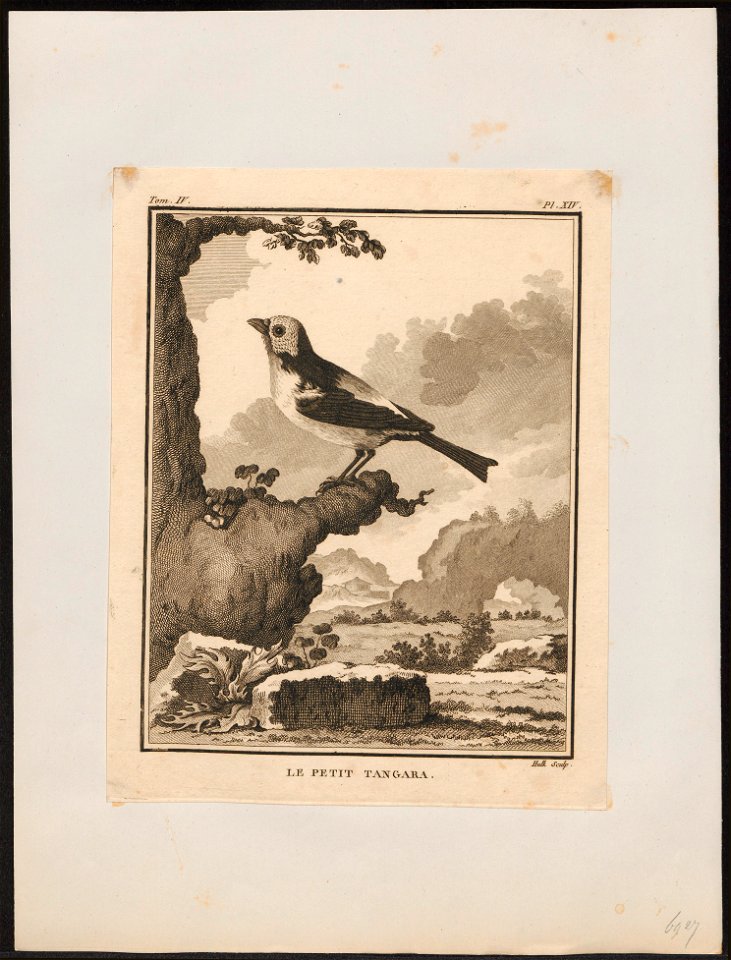 Tangara tatao - 1700-1880 - Print - Iconographia Zoologica - Special Collections University of Amsterdam - UBA01 IZ15900341
