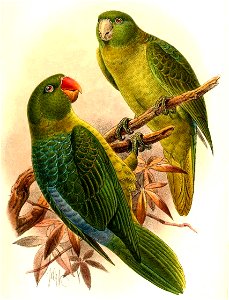 TanygnathusEverettiKeulemans (cropped)