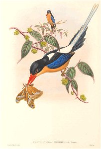 Tanysiptera nigriceps Sclater, 1877