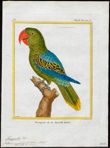 Tanygnathus megalorhynchos - 1700-1880 - Print - Iconographia Zoologica - Special Collections University of Amsterdam - UBA01 IZ18500262