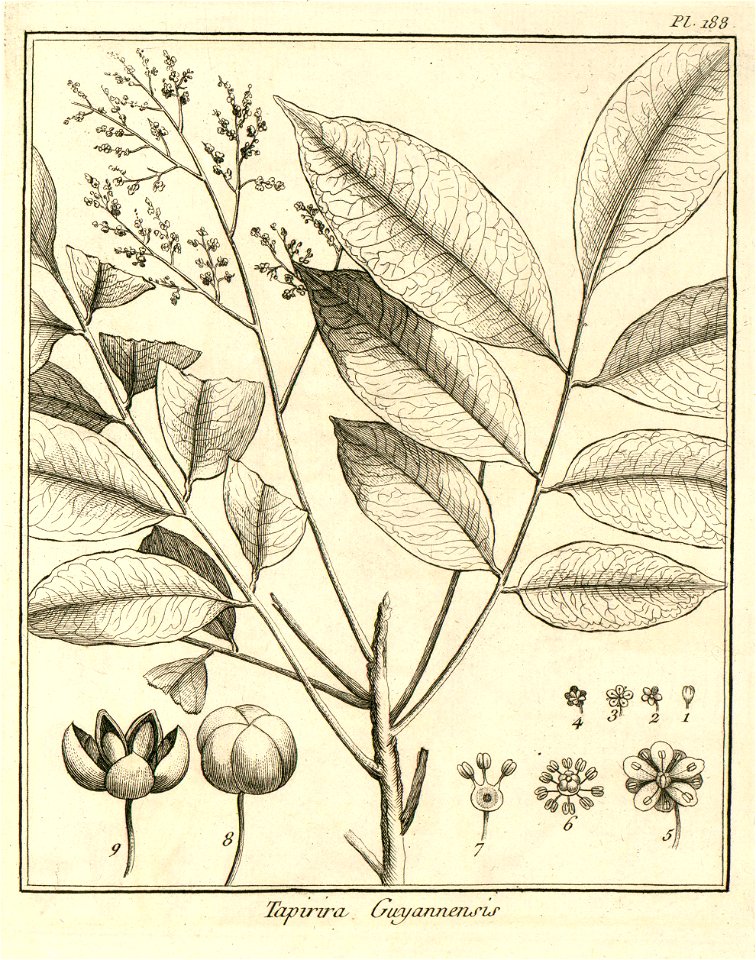 Tapirira guianensis Aublet 1775 pl 188
