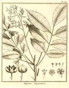 Tapirira guianensis Aublet 1775 pl 188