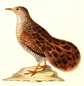 Taoniscus nanus 1838