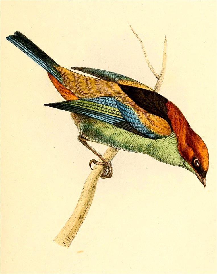 Tangara peruviana 1841