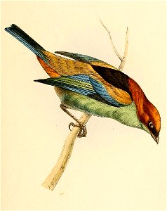 Tangara peruviana 1841