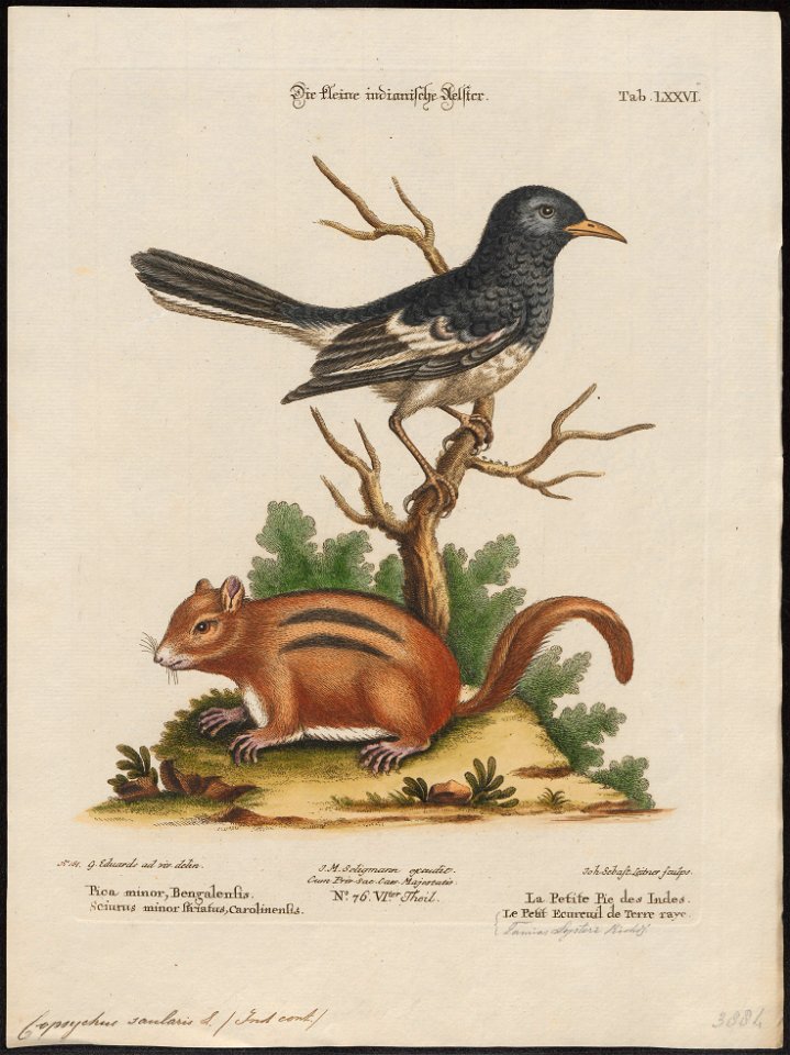 Tamias lysteri - 1700-1880 - Print - Iconographia Zoologica - Special Collections University of Amsterdam - UBA01 IZ16300363
